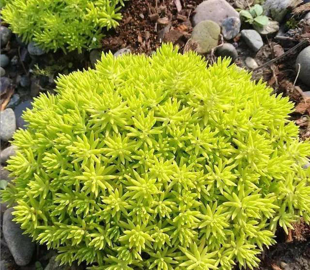 大家公认最好养的十六种花，养一盆旺一盆，你家养了几种呢？