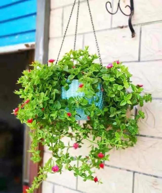 大家公认最好养的十六种花，养一盆旺一盆，你家养了几种呢？