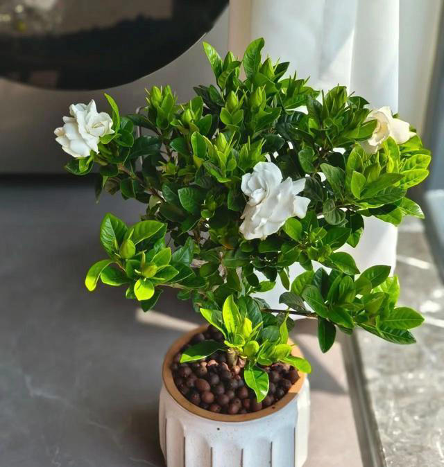 10种可以勤浇水的植物，适合喜欢浇水的花友