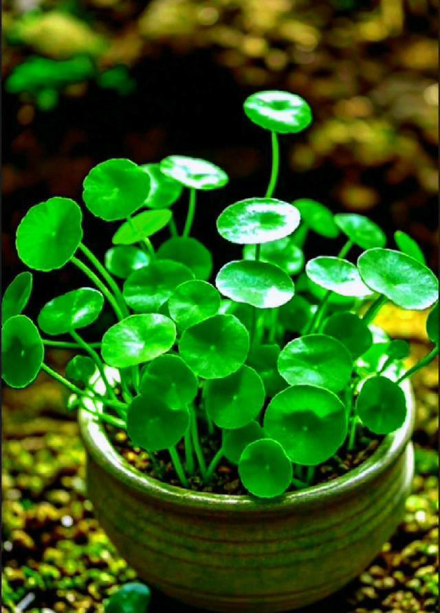 10种可以勤浇水的植物，适合喜欢浇水的花友