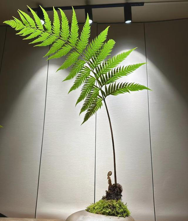 10种可以勤浇水的植物，适合喜欢浇水的花友