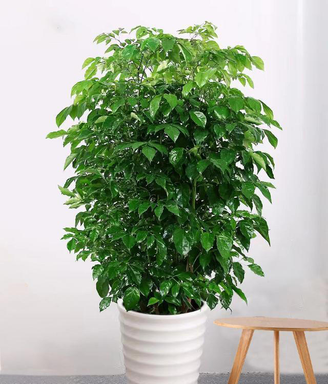 10种可以勤浇水的植物，适合喜欢浇水的花友