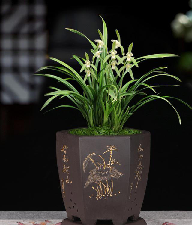 10种可以勤浇水的植物，适合喜欢浇水的花友