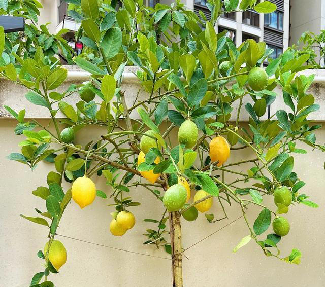 10种可以勤浇水的植物，适合喜欢浇水的花友