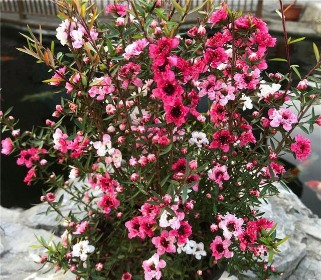 10种可以勤浇水的植物，适合喜欢浇水的花友