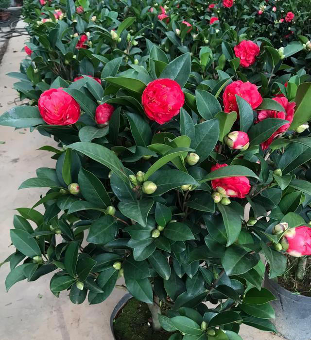 10种可以勤浇水的植物，适合喜欢浇水的花友