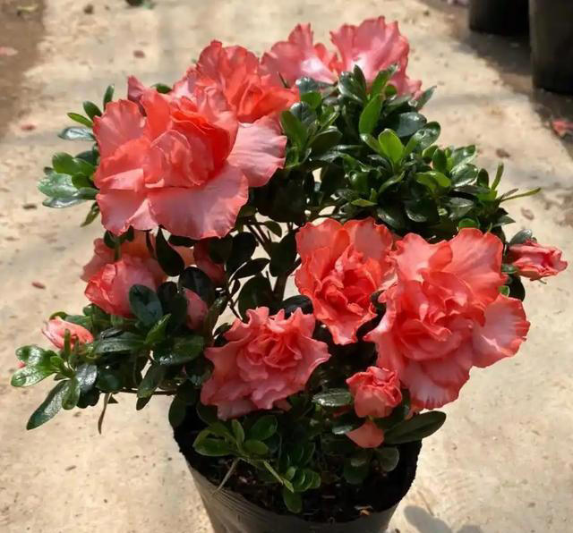 10种可以勤浇水的植物，适合喜欢浇水的花友