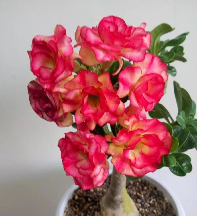 喜欢小盆的“3种花”，“穷养”一些长得更好