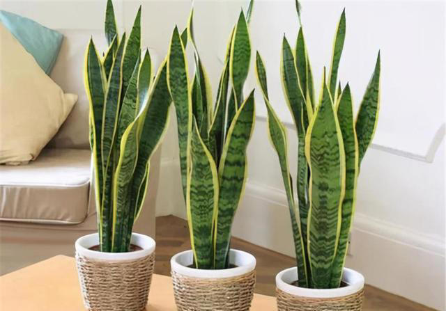 喜欢小盆的“3种花”，“穷养”一些长得更好