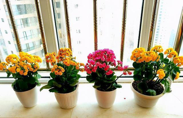 喜欢小盆的3种花，穷养一些长得更好