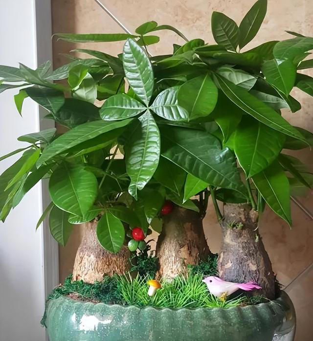 养花“预警”：一定要“穷养”这10种植物，“盆小水少”才长得好