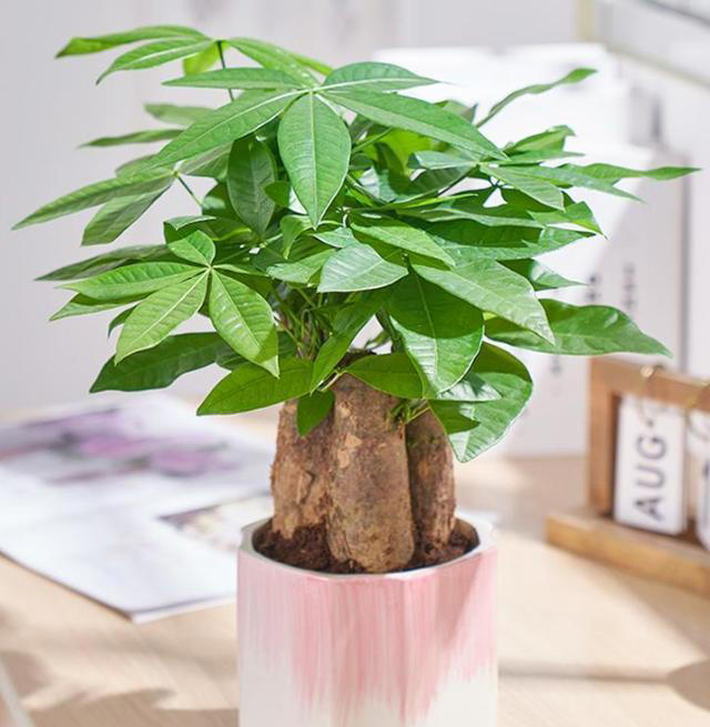 养花“预警”：一定要“穷养”这10种植物，“盆小水少”才长得好