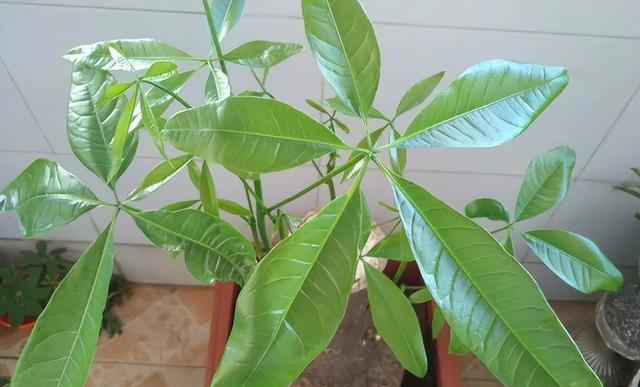 养花“预警”：一定要“穷养”这10种植物，“盆小水少”才长得好