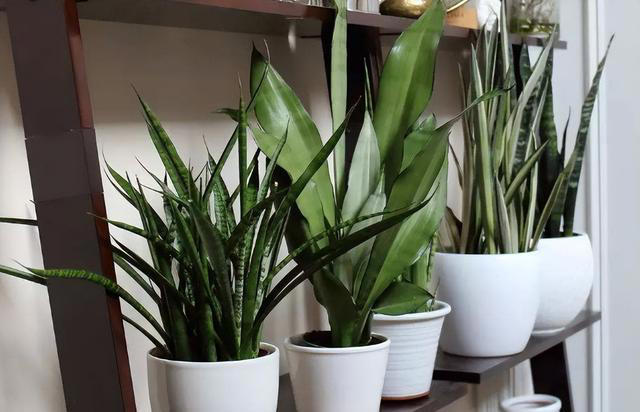 养花“预警”：一定要“穷养”这10种植物，“盆小水少”才长得好