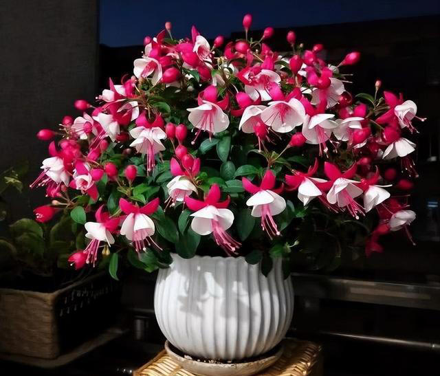 养花“预警”：一定要“穷养”这10种植物，“盆小水少”才长得好