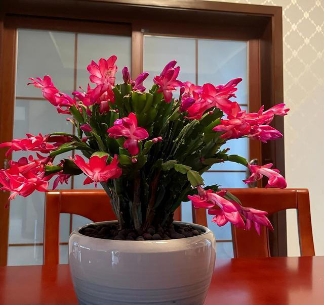 养花“预警”：一定要“穷养”这10种植物，“盆小水少”才长得好