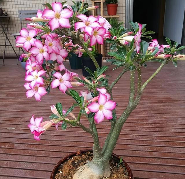 养花“预警”：一定要“穷养”这10种植物，“盆小水少”才长得好