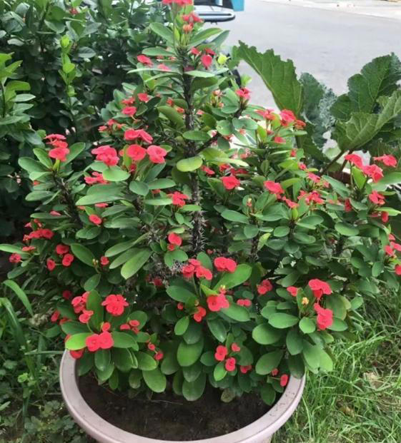 养花“预警”：一定要“穷养”这10种植物，“盆小水少”才长得好