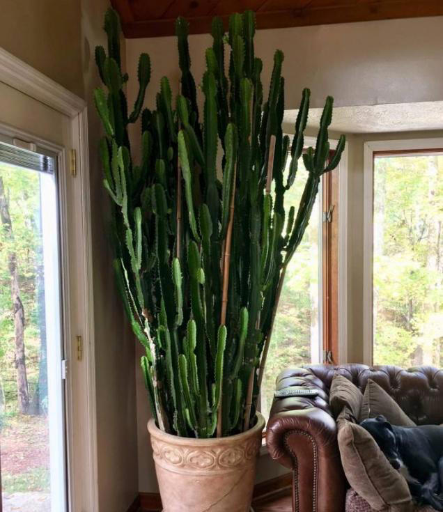 养花“预警”：一定要“穷养”这10种植物，“盆小水少”才长得好