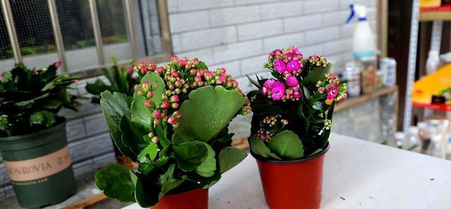 养花“预警”：一定要“穷养”这10种植物，“盆小水少”才长得好