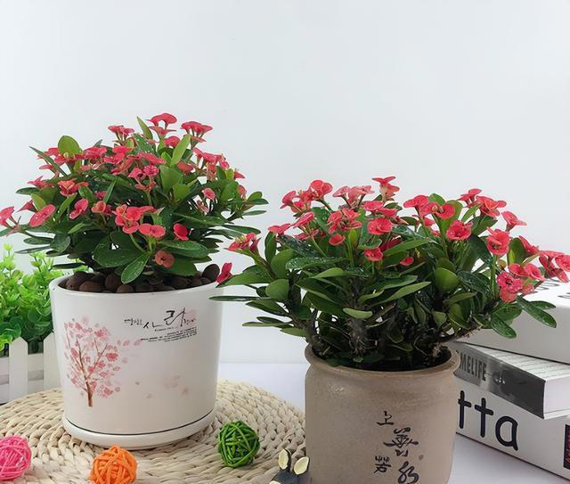 养花“预警”：一定要“穷养”这10种植物，“盆小水少”才长得好