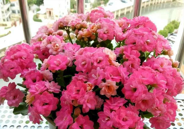 养花“预警”：一定要“穷养”这10种植物，“盆小水少”才长得好