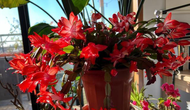 养花“预警”：一定要“穷养”这10种植物，“盆小水少”才长得好