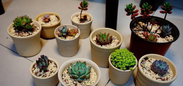 养花“预警”：一定要“穷养”这10种植物，“盆小水少”才长得好