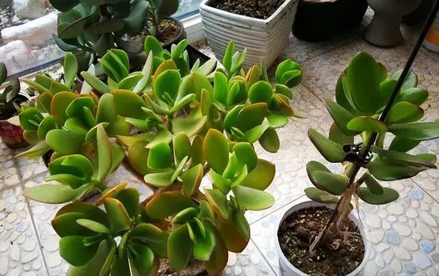 养花“预警”：一定要“穷养”这10种植物，“盆小水少”才长得好