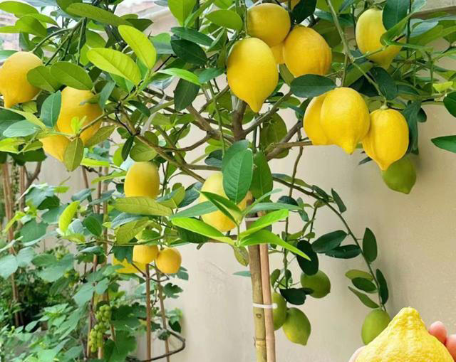 家里也能种水果，这5种美味水果，种阳台上，果子多颜值高又营养