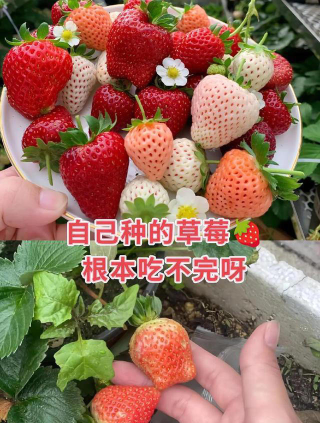 家里也能种水果，这5种美味水果，种阳台上，果子多颜值高又营养