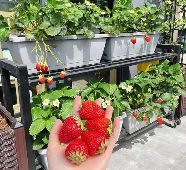 家里也能种水果，这5种美味水果，种阳台上，果子多颜值高又营养