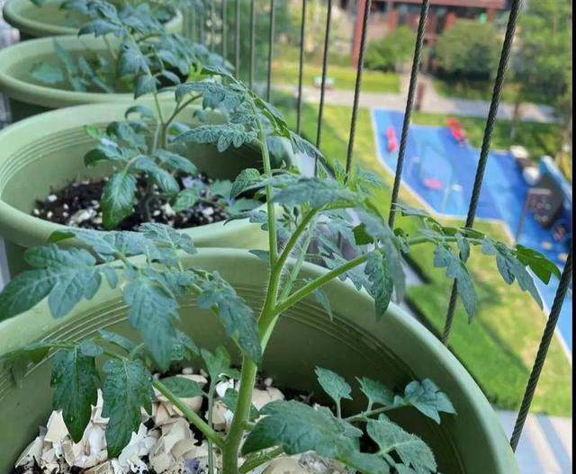 家里也能种水果，这5种美味水果，种阳台上，果子多颜值高又营养