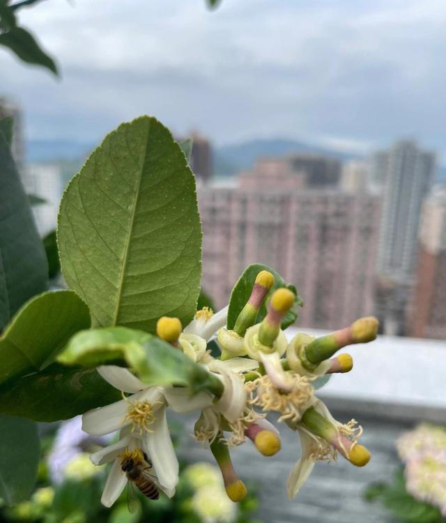 家里也能种水果，这5种美味水果，种阳台上，果子多颜值高又营养