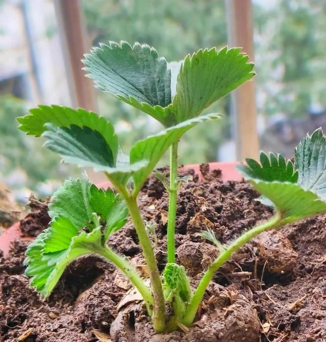 家里也能种水果，这5种美味水果，种阳台上，果子多颜值高又营养