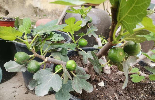 家里也能种水果，这5种美味水果，种阳台上，果子多颜值高又营养