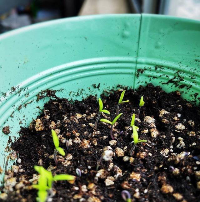 家里也能种水果，这5种美味水果，种阳台上，果子多颜值高又营养