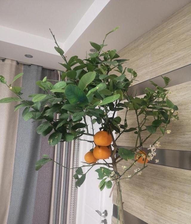 家里也能种水果，这5种美味水果，种阳台上，果子多颜值高又营养