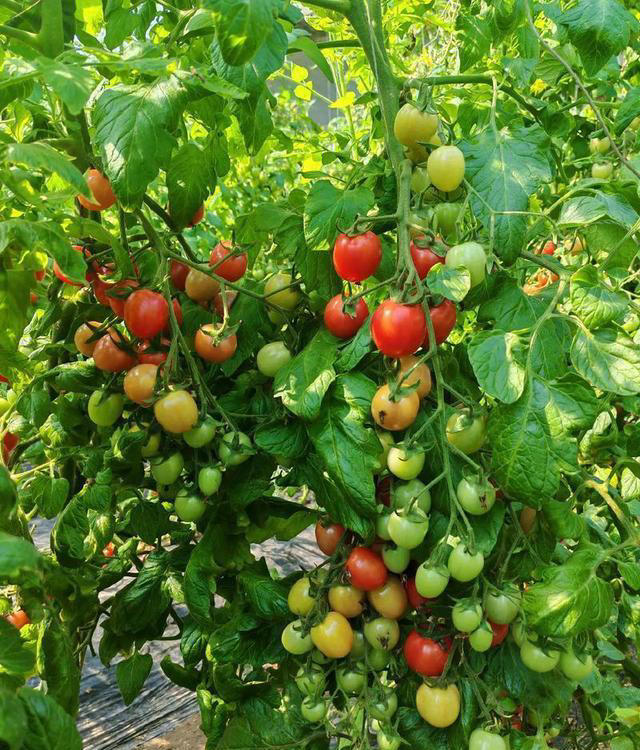 家里也能种水果，这5种美味水果，种阳台上，果子多颜值高又营养