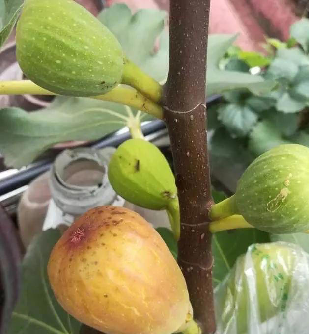 家里也能种水果，这5种美味水果，种阳台上，果子多颜值高又营养