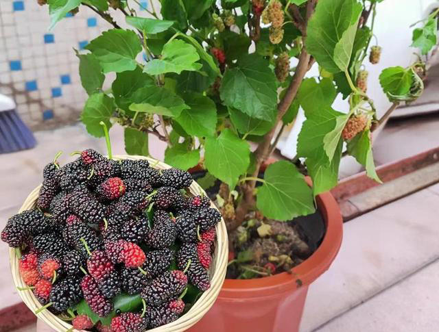 家里也能种水果，这5种美味水果，种阳台上，果子多颜值高又营养