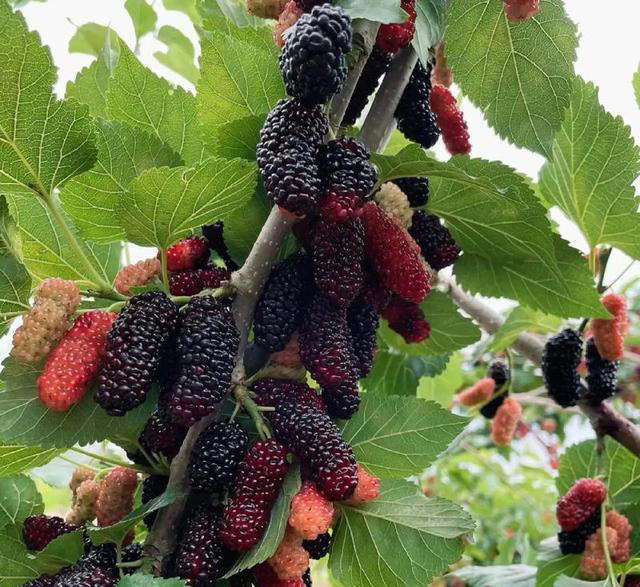 家里也能种水果，这5种美味水果，种阳台上，果子多颜值高又营养