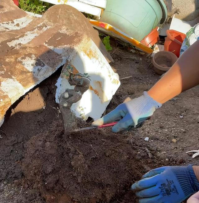 家里也能种水果，这5种美味水果，种阳台上，果子多颜值高又营养