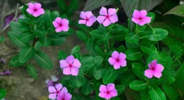 花香淡雅花型好看，养花就选这三种，好打理易开花！