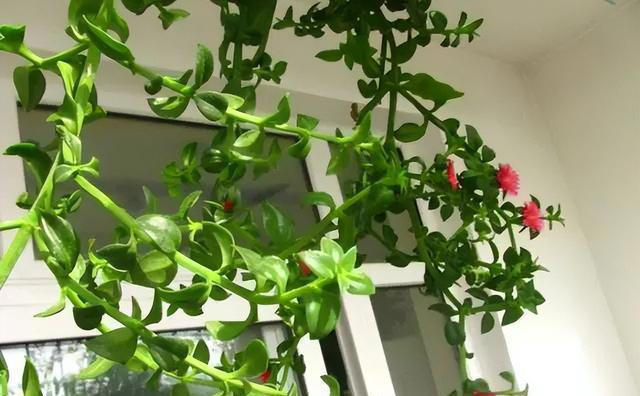 花香淡雅花型好看，养花就选这三种，好打理易开花！