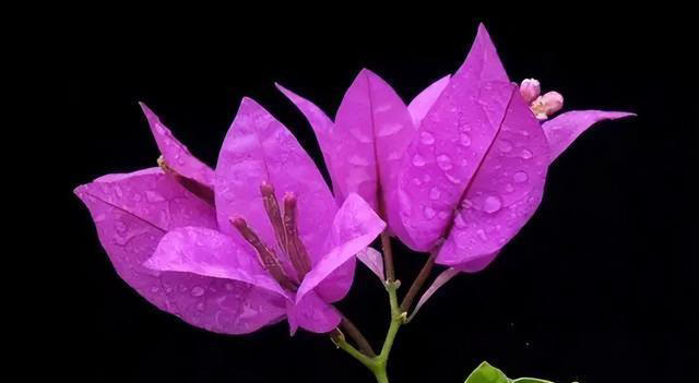 花香淡雅花型好看，养花就选这三种，好打理易开花！