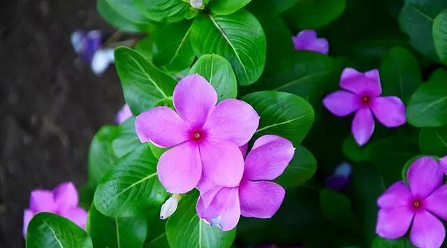 花香淡雅花型好看，养花就选这三种，好打理易开花！