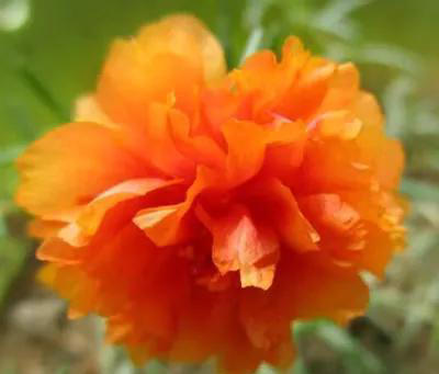 养花10年，终于发现“命硬花”，简单好养根本不需要操心