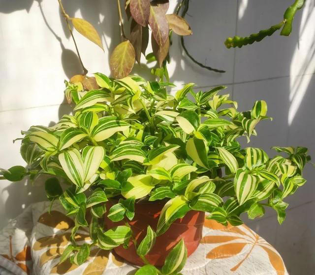 养花10年，终于发现“命硬花”，简单好养根本不需要操心