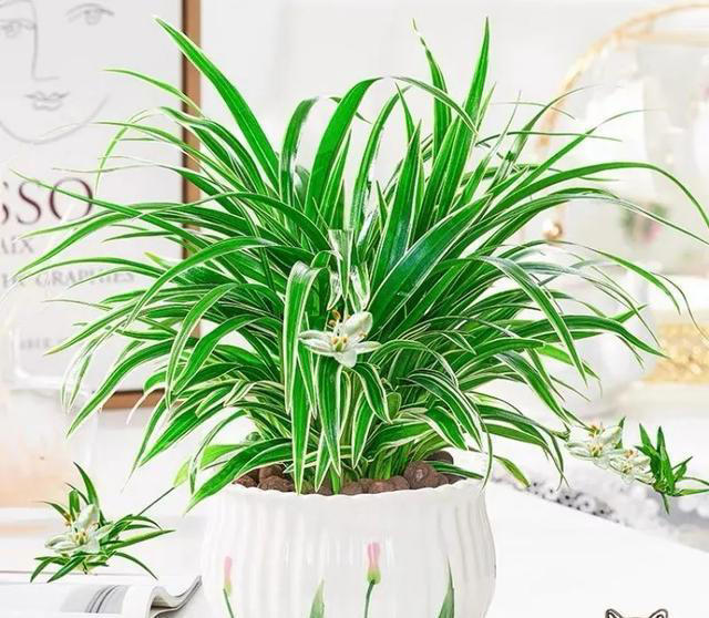 养花10年，终于发现“命硬花”，简单好养根本不需要操心